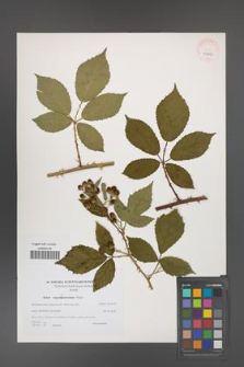Rubus angustipaniculatus [KOR 40603]