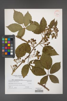 Rubus angustipaniculatus [KOR 41042]