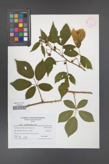 Rubus angustipaniculatus [KOR 41609a]