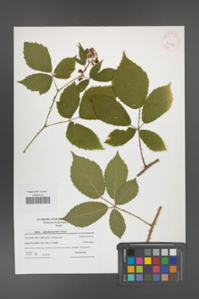 Rubus angustipaniculatus [KOR 41991]