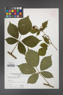 Rubus angustipaniculatus [KOR 52899]