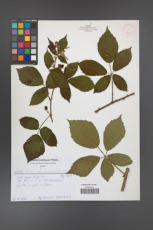 Rubus angustipaniculatus [KOR 52007]