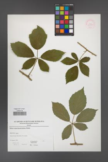 Rubus angustipaniculatus [KOR 52900]