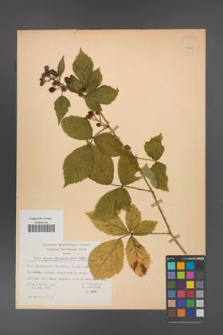 Rubus angustipaniculatus [KOR 23767]