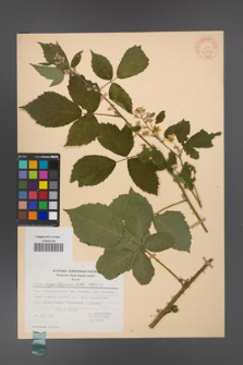 Rubus angustipaniculatus [KOR 31192]