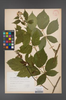 Rubus angustipaniculatus [KOR 31189]