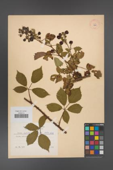 Rubus angustipaniculatus [KOR 8768]