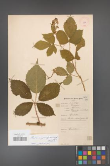 Rubus angustipaniculatus [KOR 10966]