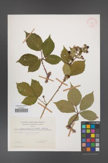 Rubus angustipaniculatus [KOR 29969]