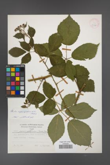 Rubus angustipaniculatus [KOR 24778]
