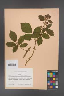 Rubus angustipaniculatus [KOR 23861]