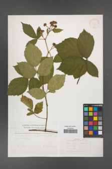 Rubus apricus [KOR 31403]