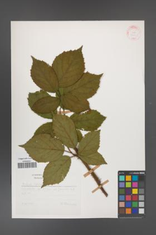 Rubus apricus [KOR 31411]