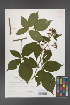 Rubus apricus [KOR 32439]