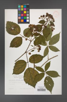 Rubus apricus [KOR 31169]