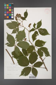 Rubus apricus [KOR 31412]