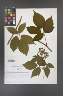 Rubus apricus [KOR 52620]