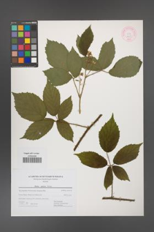 Rubus apricus [KOR 44437]