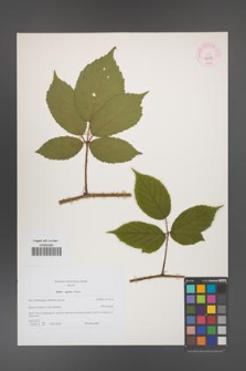Rubus apricus [KOR 44359]
