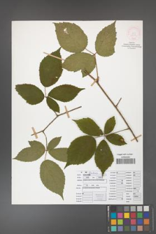 Rubus apricus [KOR 52074]