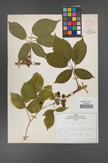 Rubus apricus [KOR 52072]