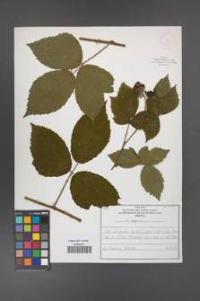 Rubus apricus [KOR 52595]