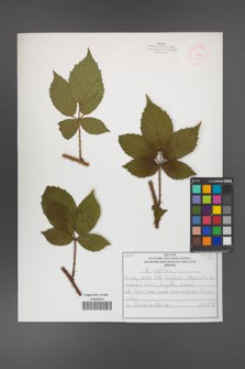 Rubus apricus [KOR 52586]