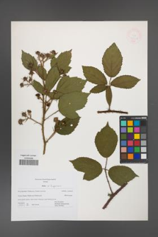 Rubus apricus [KOR 47704]