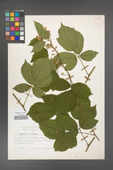 Rubus apricus [KOR 27067]