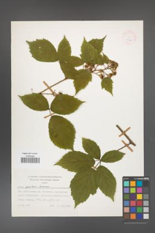 Rubus apricus [KOR 24894]