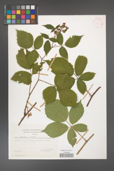 Rubus apricus [KOR 29381]