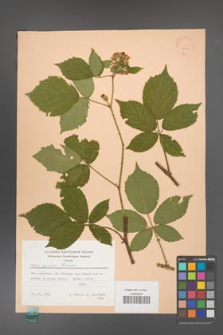 Rubus apricus [KOR 22850]