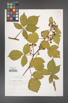 Rubus apricus [KOR 31563]