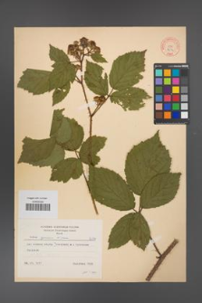 Rubus apricus [KOR 8694]