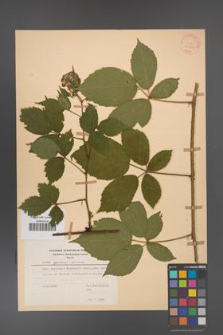 Rubus apricus [KOR 31166]