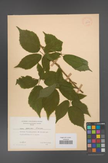 Rubus apricus [KOR 28036]
