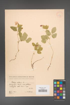 Rubus arcticus [KOR 18472]