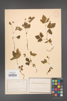 Rubus arcticus [KOR 18470]