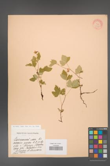 Rubus arcticus [KOR 23180]