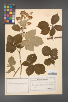 Rubus arduennensis [KOR 18477]