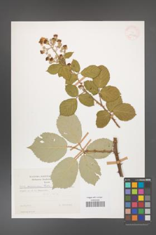 Rubus armeniacus [KOR 29923]