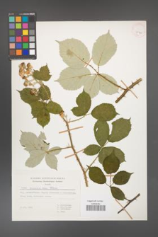 Rubus armeniacus [KOR 29925]
