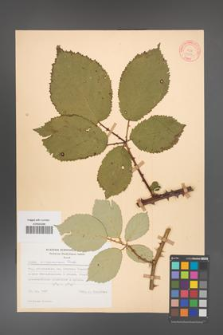 Rubus armeniacus [KOR 10559]
