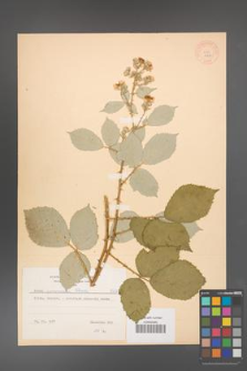 Rubus armeniacus [KOR 8757]