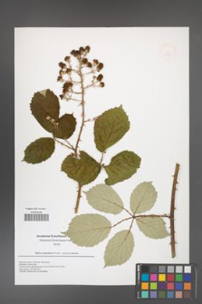 Rubus armeniacus [KOR 49941]