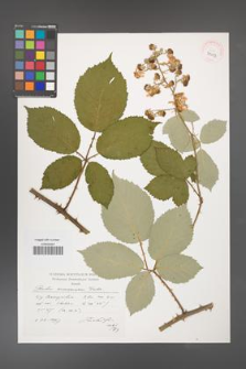 Rubus armeniacus [KOR 39053]