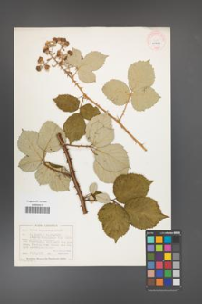 Rubus armeniacus [KOR 40481]