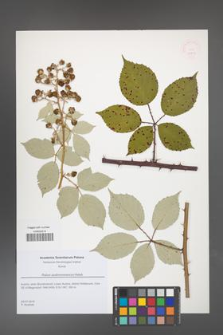 Rubus austromoravicus [KOR 51819]