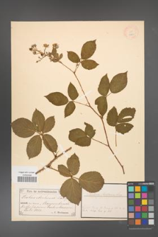 Rubus arrhenii [KOR 18479]