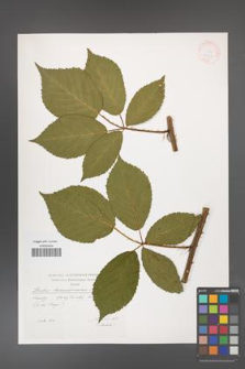Rubus barrandienicus [KOR 29531]